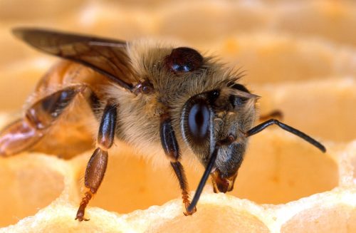 bitės įgėlimas